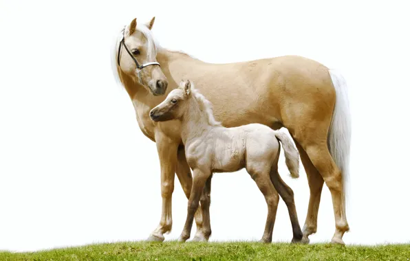 Картинка трава, конь, лошадь, пара, белый фон, жеребёнок