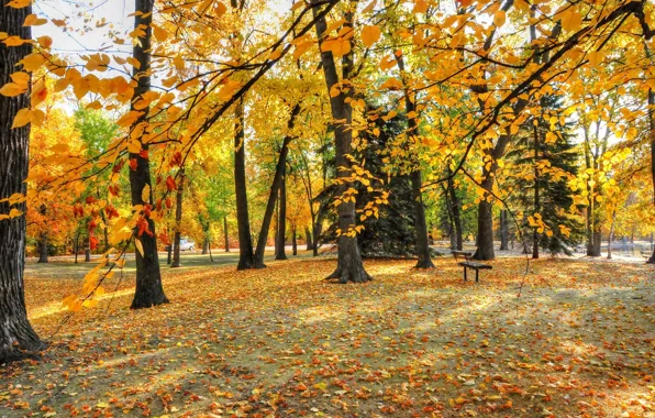 Осень, листья, деревья, парк