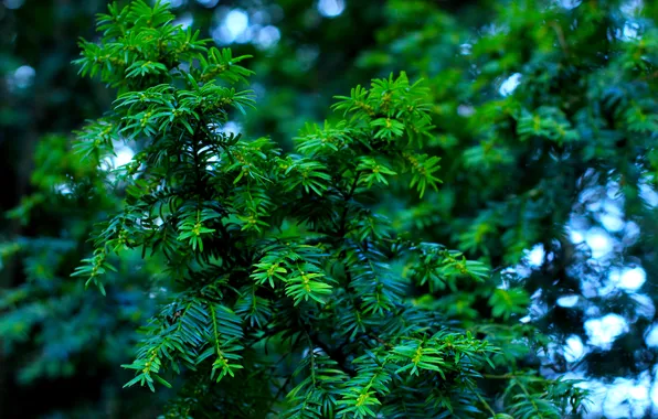 Green, plant, twigs