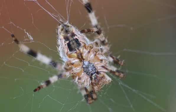 Макро, паутина, паук, spider