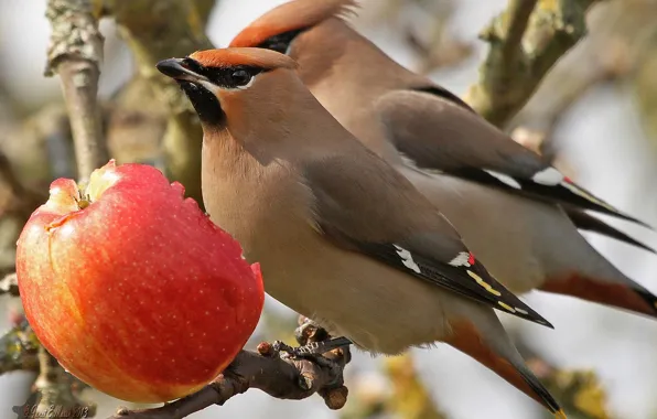 Птицы, яблоко, ветка, обед, свиристели