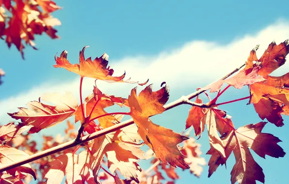 Осень, листья, дерево, ветка, сухие, клен, солнечно