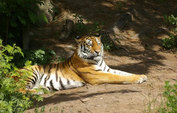 Картинка тигр, отдых, хищник, амурский