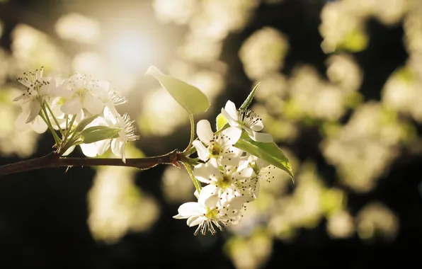 Ветки, природа, весна