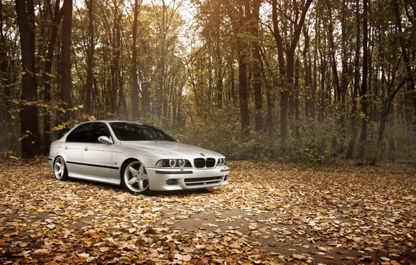 Картинка лес, листья, Осень, BMW, БМВ, Stance Works, M5 E39
