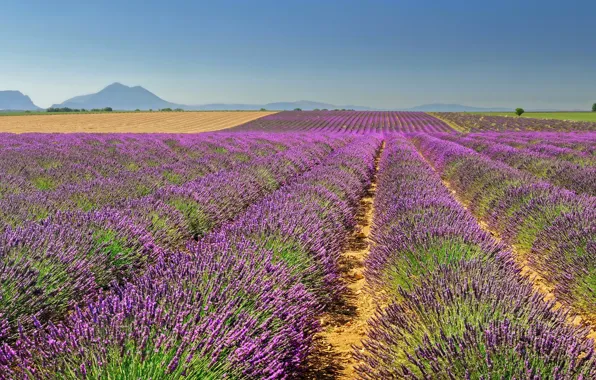 Небо, горы, Франция, поля, горизонт, простор, лаванда, Valensole