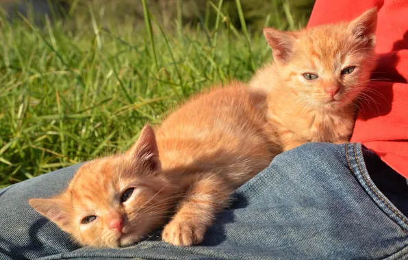 Трава, взгляд, свет, кошки, природа, поза, котенок, джинсы