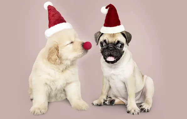 Картинка собака, Новый Год, Рождество, щенок, санта, лабрадор, Christmas, puppy