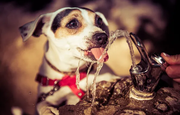 Язык, вода, жажда, собака, фонтанчик