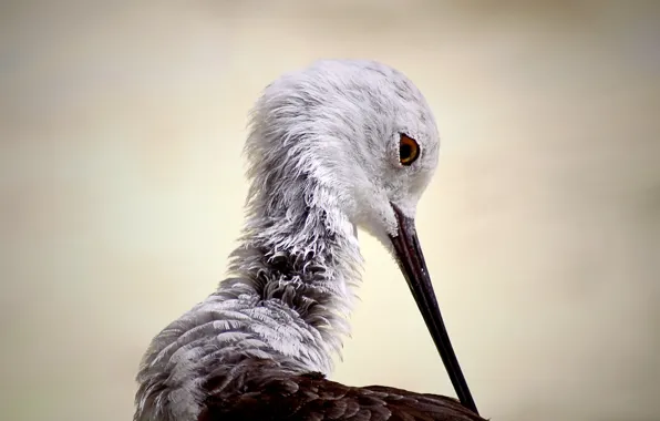 Птица, Himantopus himantopus, Ходулочник