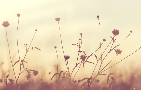 Макро, Цветы, Цветок, Растение, Растения, Color, Flora, Plants