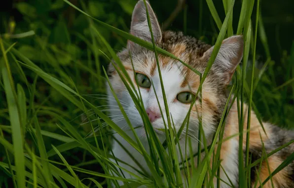 Зелень, кошка, лето, трава, взгляд, природа, поза, портрет
