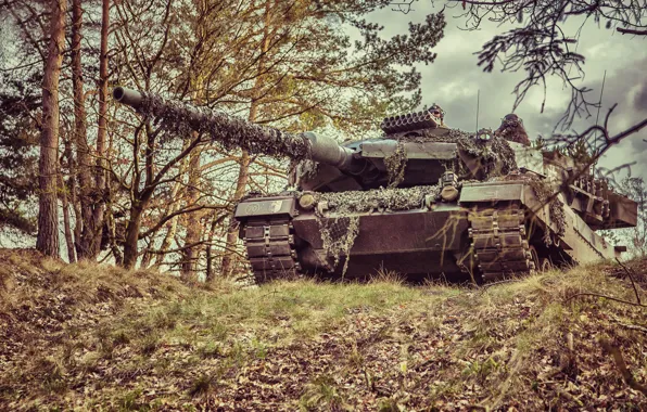 Картинка лес, танк, боевой, Leopard 2A6M