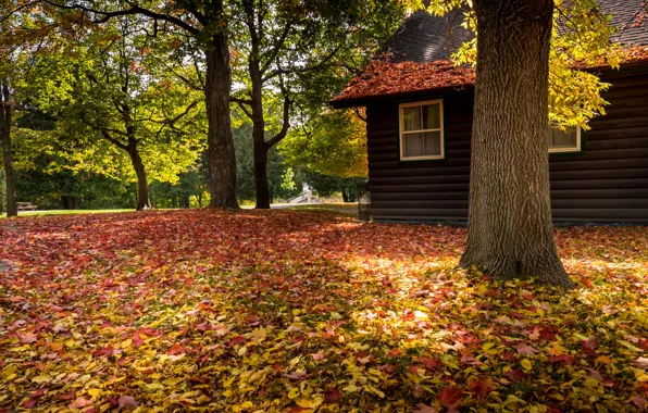 Картинка дорога, осень, лес, листья, деревья, природа, дом, парк