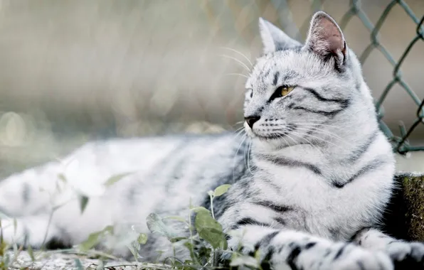 Шотландская, полосатая кошка, лежит на земле