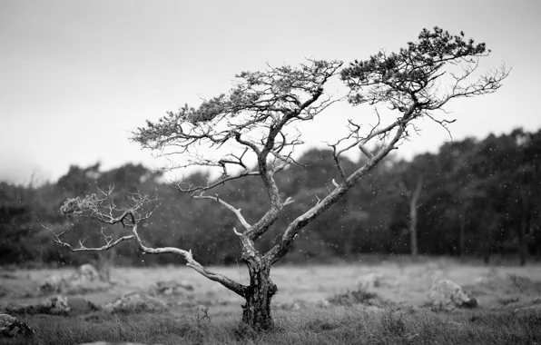 Field, tree, countryside, cloudy, woodland, raining