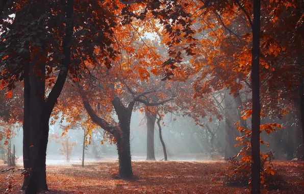 Осень, деревья, природа