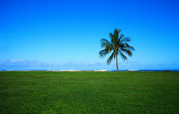 Картинка море, небо, трава, облака, пейзаж, пальма, обои, горизонт