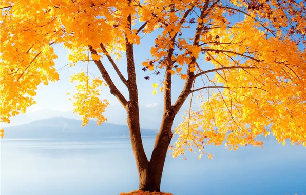 Осень, природа, дерево, золотое
