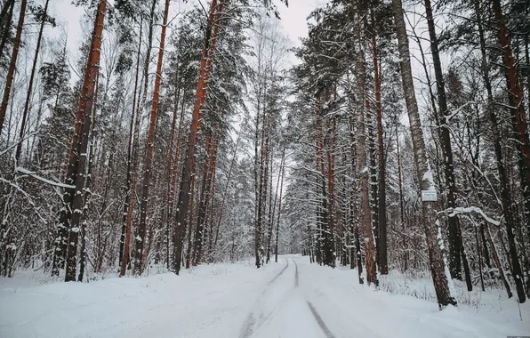 Картинка зима, дорога, Природа, сосны, область, Калужская