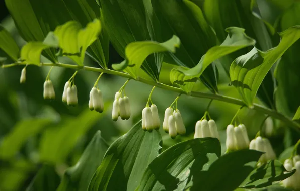 Цветы, природа, купена