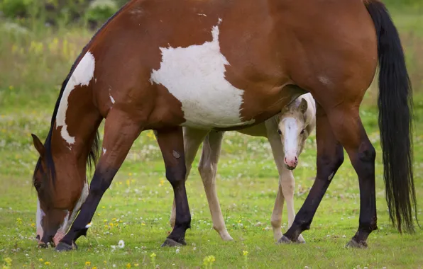 Картинка лошадь, пастбище, жеребёнок, материнство