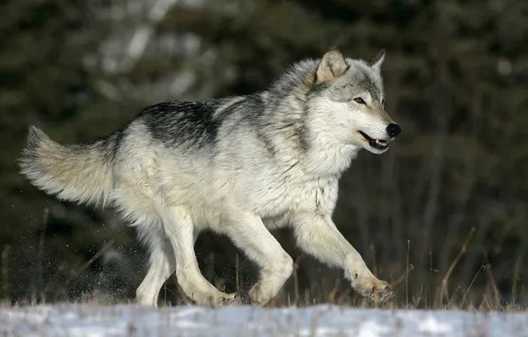 Nature, face, animal, wolf, wildlife, head, fur, mammal