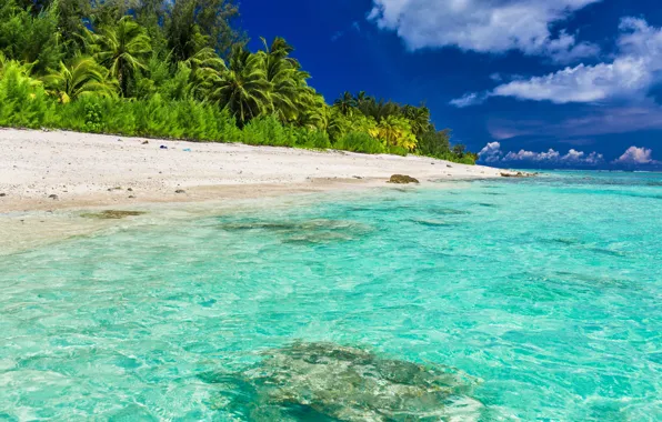 Картинка море, пляж, пейзаж, тропики, пальмы, голубая вода