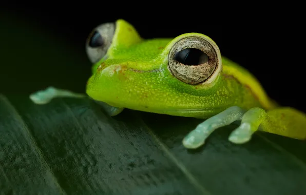 Amphibian, Hypsiboas punctata, Polk-a-dot treefrog