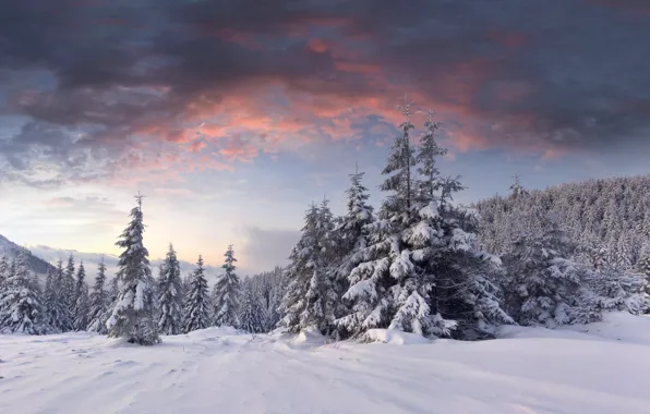 Картинка зима, лес, облака, снег, рассвет, холмы, ёлки