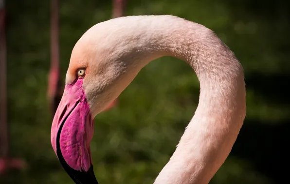Pink, animal, flamingo, flamingos, zoo_animal
