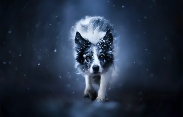 Морда, снег, фон, собака, Бордер-колли