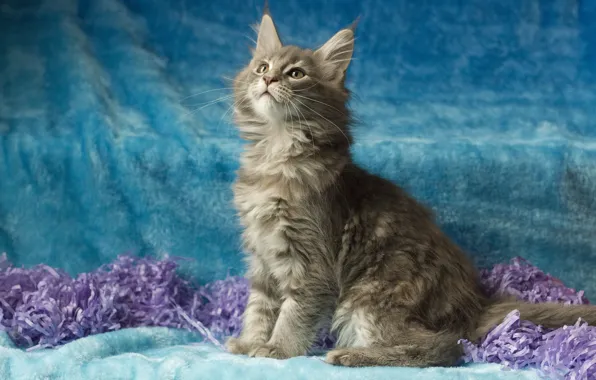 Кошка, взгляд, поза, котенок, серый, мордочка, сидит, голубой фон