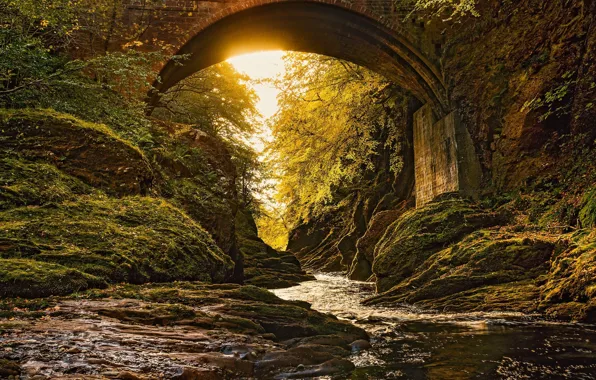 Картинка лес, мост, арка