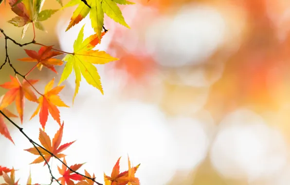 Картинка осень, листья, обои, клен