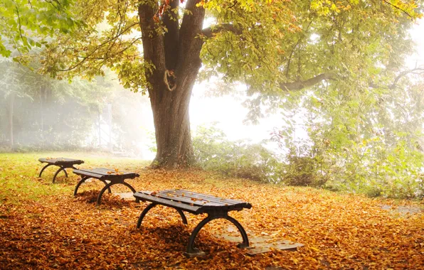 Картинка осень, природа, парк, дерево, листва, лавки