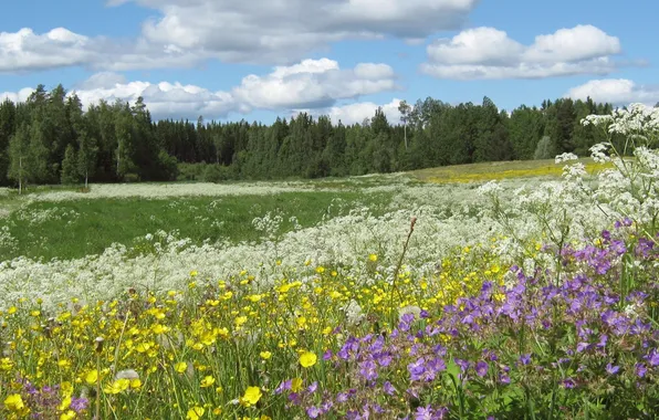 Лес, небо, трава, облака, деревья, пейзаж, цветы, природа