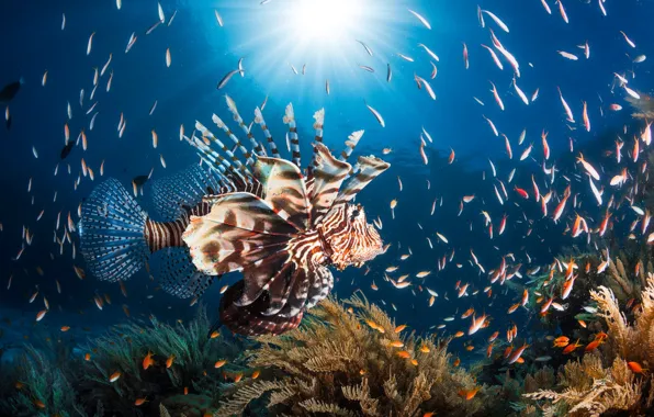 Картинка море, солнце, свет, рыбы, океан, рыба, под водой, рыба лев