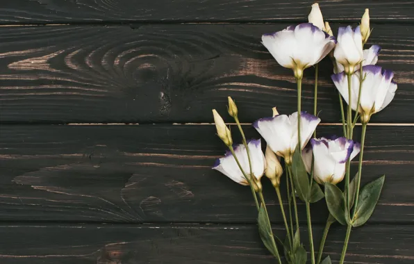 Цветы, white, wood, flowers, эустома, eustoma