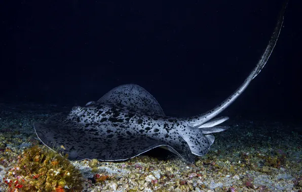 Underwater photography, La pointe au sel, Pastenague