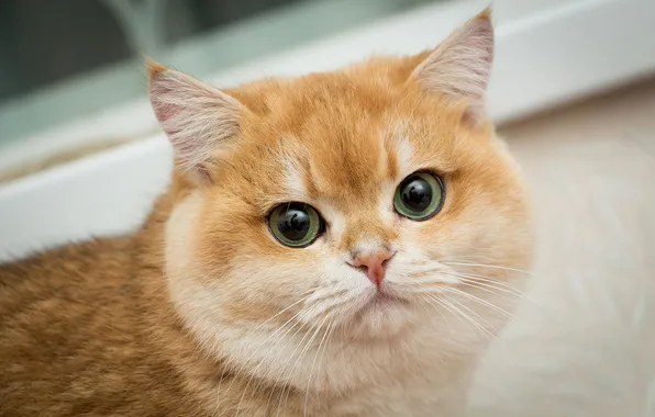 Кошка, взгляд, поза, котенок, мордашка