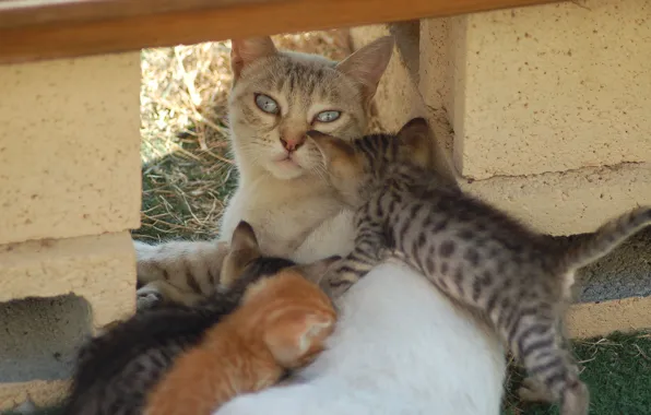Картинка малыши, лежит на боку, кошка с котятами