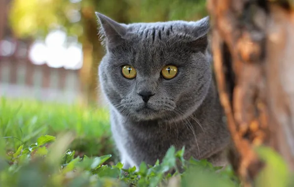 Кошка, лето, кот, взгляд, морда, природа, серый, фон