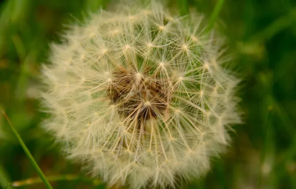 Картинка макро, Одуванчик, macro, Dandelion