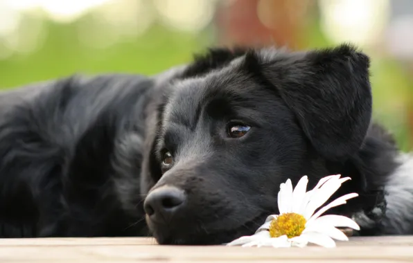 Картинка цветок, ромашка, пес, щенок, лежит, грустный, ченрыш