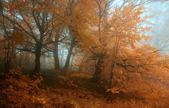 Картинка осень, лес, листья, деревья, туман, Природа, forest, роща