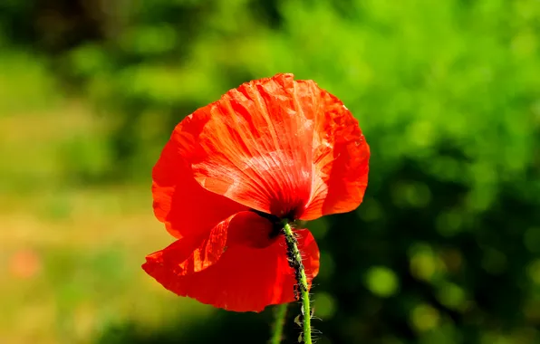 Red, flower, poppy
