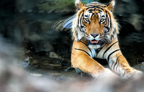 Tiger, water, feline