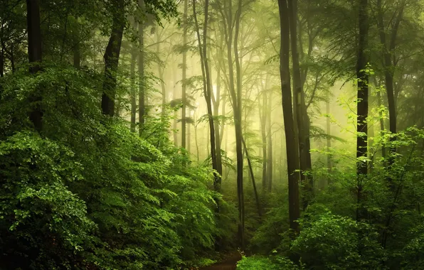 Зелень, лес, туман, фото