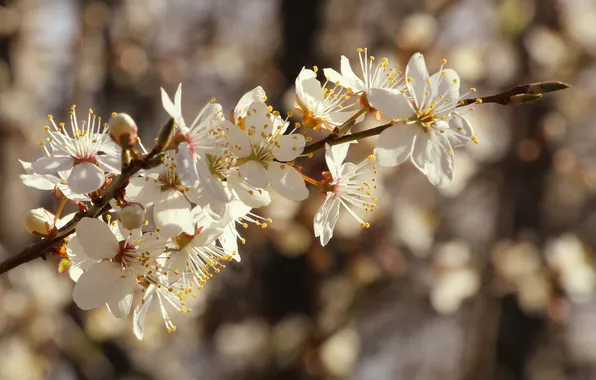 Flower, spring, twig